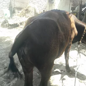 Gacar 2 yasamadyk