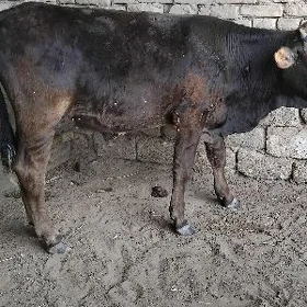 Şwes oküz araassa