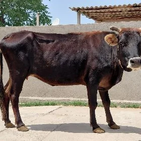bogaz sygyr