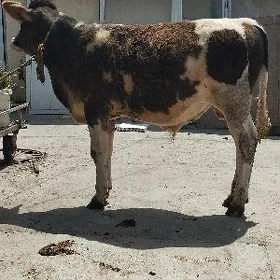 öküz tohum