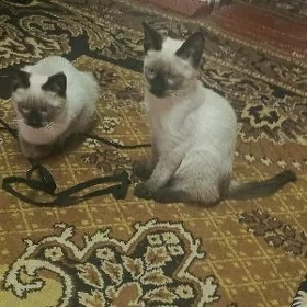 Котята Сиамской породы 1.5 мес
