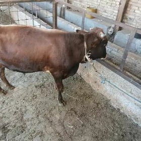 ŏkůzçe