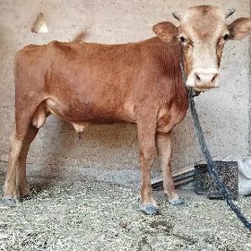 öküz
