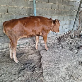 Gyssagly Tuwe sygyr