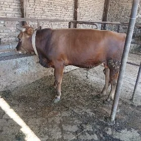 ŏkůzçe