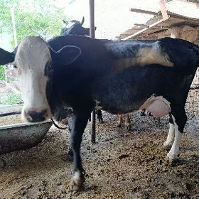 Gibrit sygyr