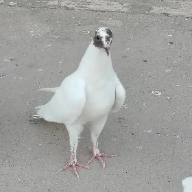 Кептери