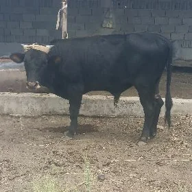Öküz