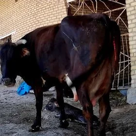 goleli sygyr