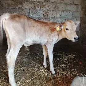 okuzce 1ay bolup geçen
