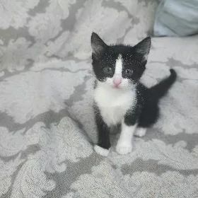 котёнок