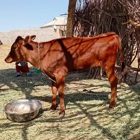 Gulajyn göle