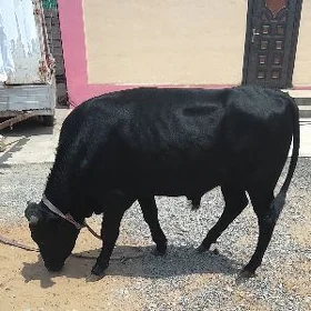ôkúz