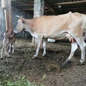 gölöli sygyr