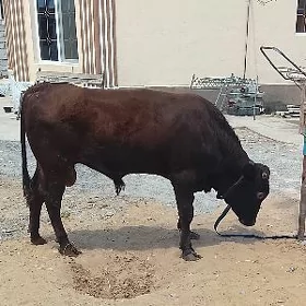 ôkúz
