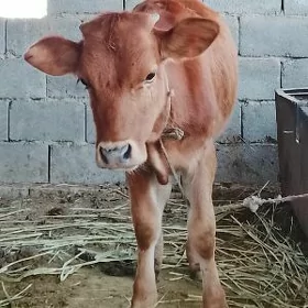 Tuwe