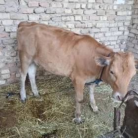 Tuwe
