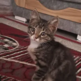 котёнок