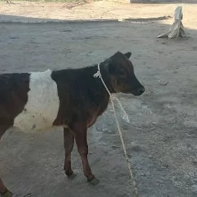 gulajynlar