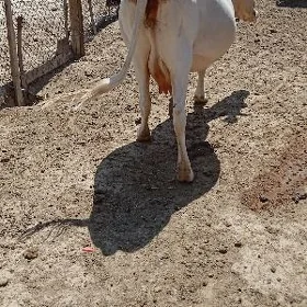 Göleli sygyr