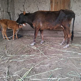 tanaly sygyr