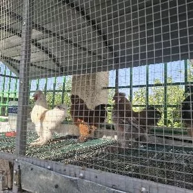 Towşan tüý horazlar