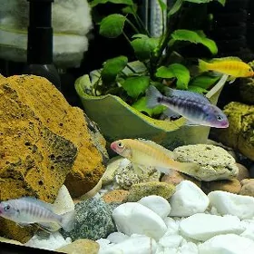 Red Lips Cichlids