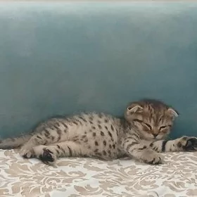 Шотланские котята