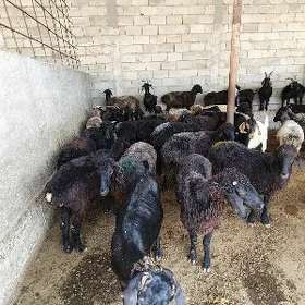 Garakõli işekler