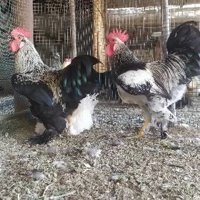 Ýaş brama horazlar