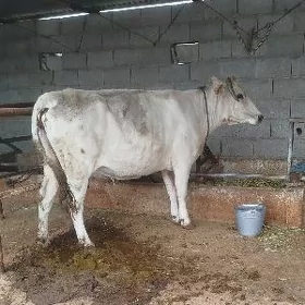 sygyr bakylan