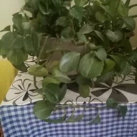 Цветы