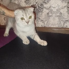 кот