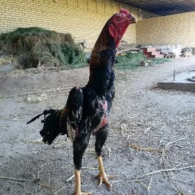 Ozbek juyje
