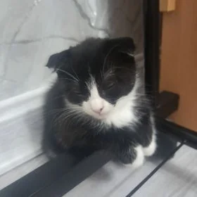 şotland pişijek