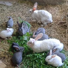 TowşanTowşan