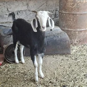 geci