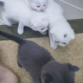 котята
