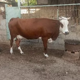 sygyr