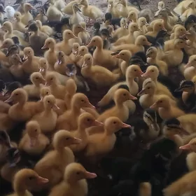 Balakly Towuk Ordek Jujeleri