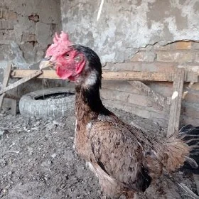 Şappat mekki