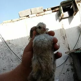 brama