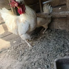 Gegant brama horaz towuk