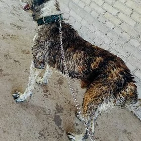 Çopan Küçük 