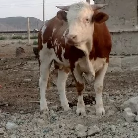 smental öküz