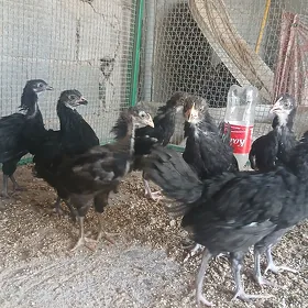 GIGANT JÜJE ŞAZADA