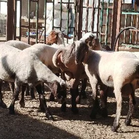 bakylan toklyissek