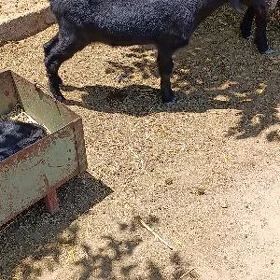 dog erkec