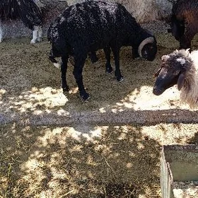 garakol goc