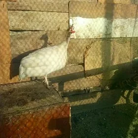 sizarka